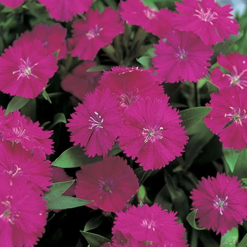 Pinks