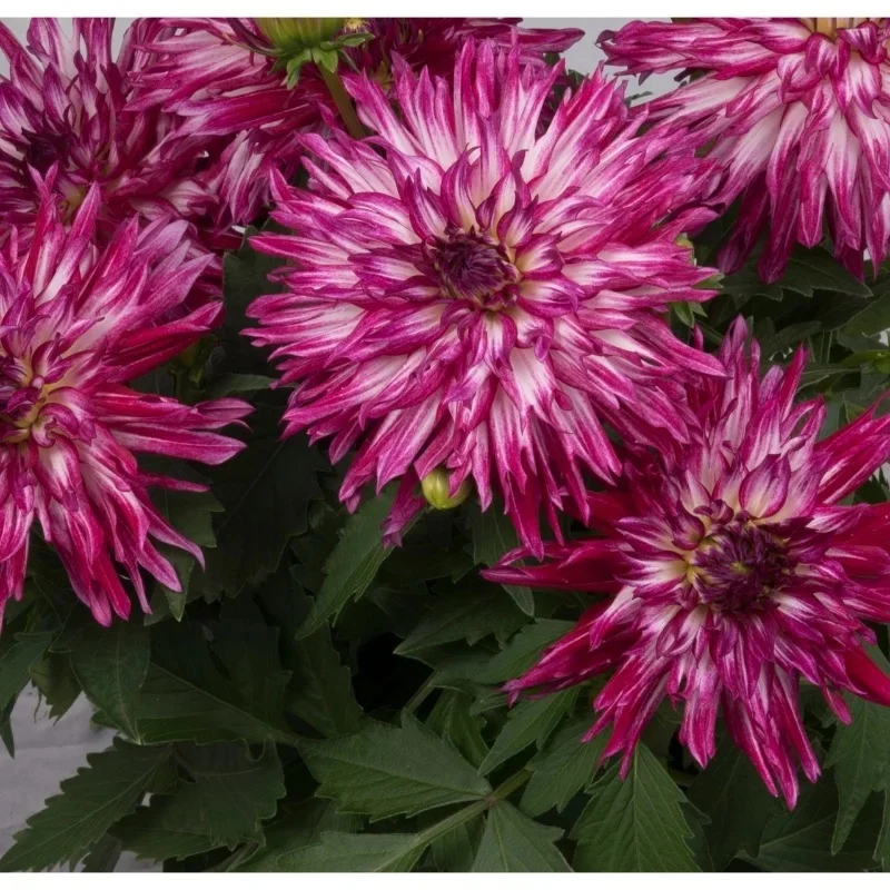 (purple, white)