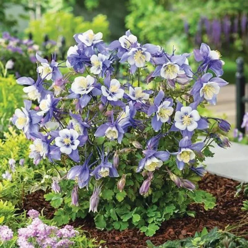 Columbine