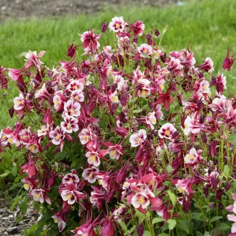 Columbine