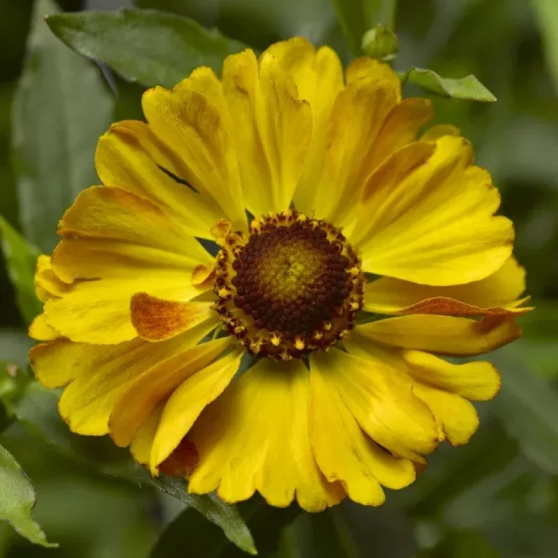 Sneezeweed