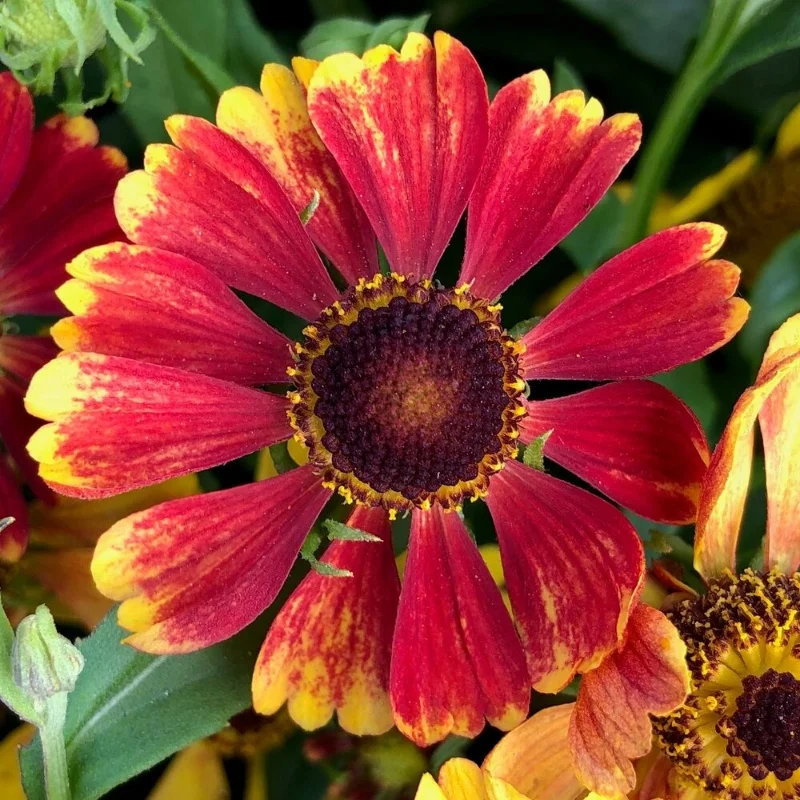 Sneezeweed