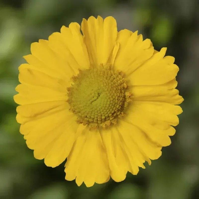 Sneezeweed
