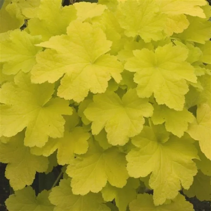 Coral Bells