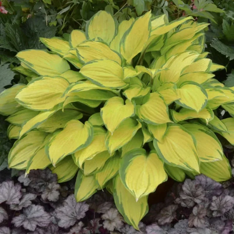 Plantain Lily