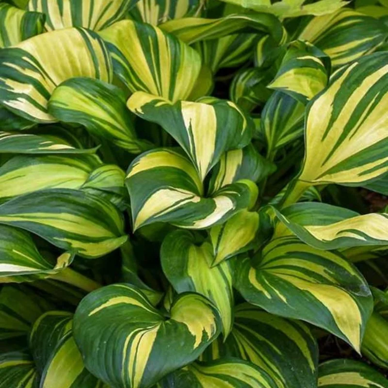 Plantain Lily