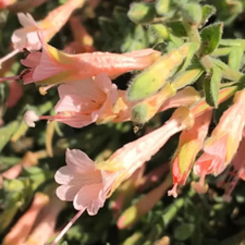 Hummingbird Trumpet