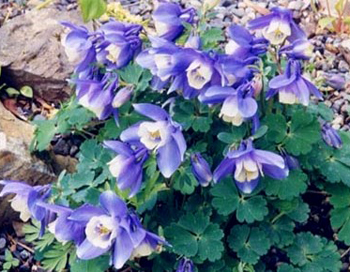 Utah Columbine