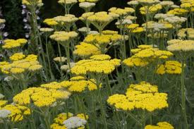 Yarrow