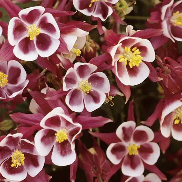 Columbine