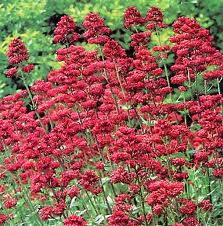 Jupiter's Beard, Red Valerian