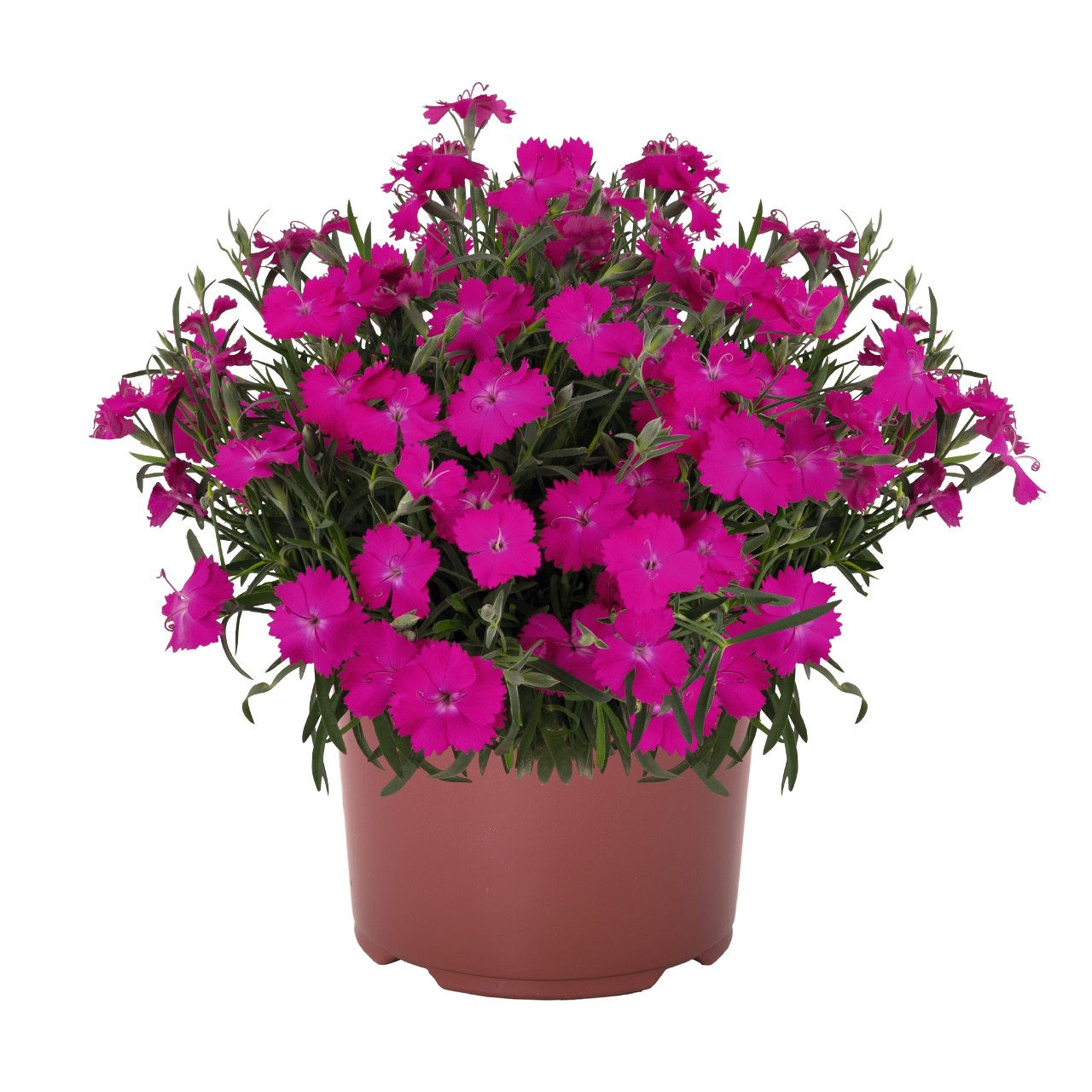 Pinks