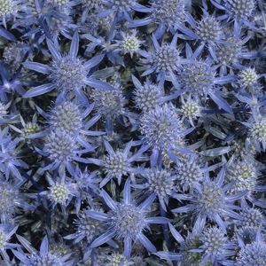Sea Holly