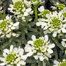 Candytuft