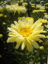 Shasta Daisy