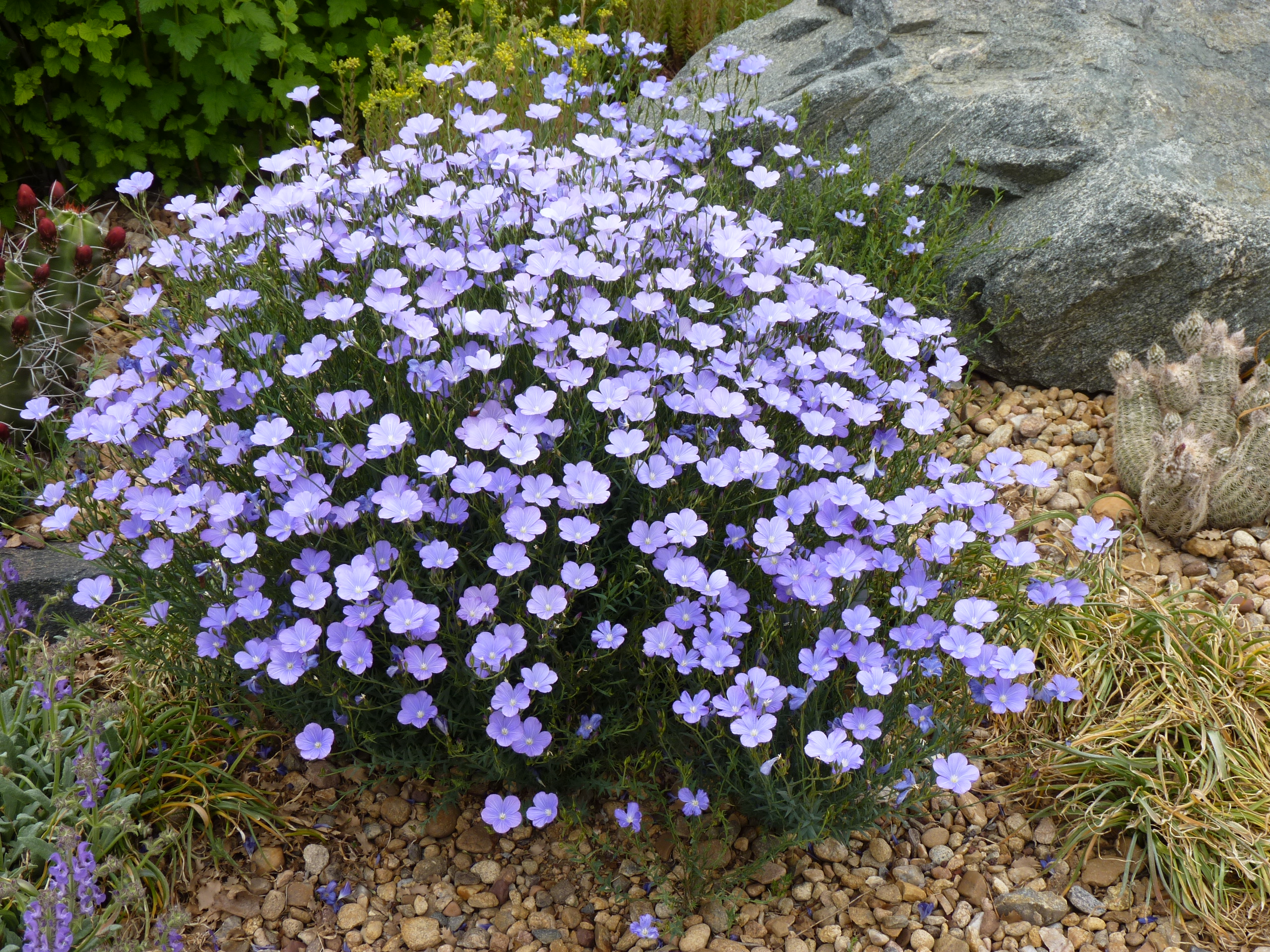 Flax