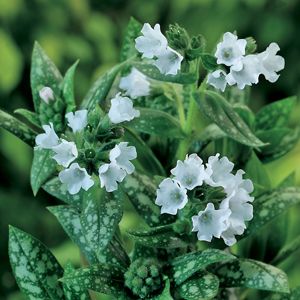 Lungwort