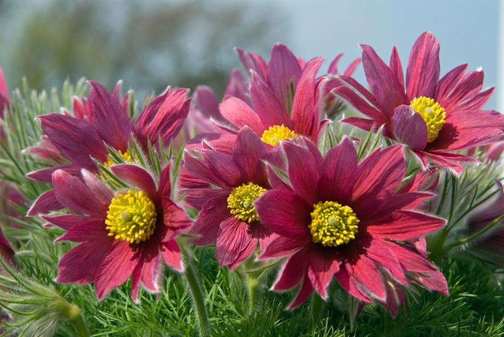 Pasque Flower