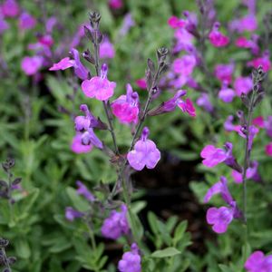 Autumn Sage